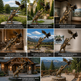 Collage of a bronze bear statue with an eagle in various outdoor and indoor settings.