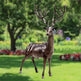 Casting Bronze Life-Size Whitetail Deer Sculpture Model # MSC1240